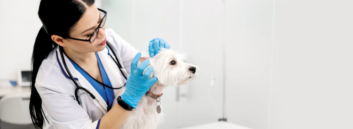 Veterinarian cleaning a dog's ear